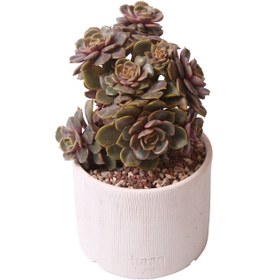 Resim Echeveria Da Hong Pao - Sukulent Haangarden 