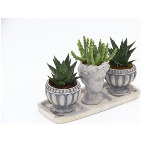 Resim TRİO HELEN GRİ SUKULENT SETİ - Haworthia Limifolia, Huernia 