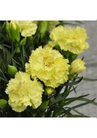 Resim Sarı Karanfil 40 50 Cm 4 Adet Saksılı/ Tüplü Çiçekli Bodur Bitki Dianthus Caryophyllus 