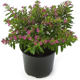 Resim Kufeya - Cennet Çiçeği Mix Pembe-beyaz 30 Adet 