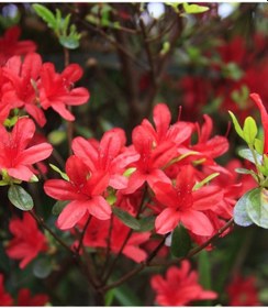 Resim Açelya Çiçeği Kırmızı 30-50 Cm Tüplü Ve Saksılı 