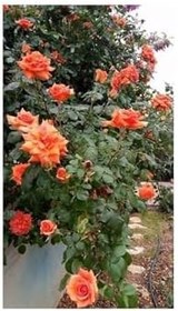 Resim Videolu Turuncu Sarmaşık Gül (25 35 Cm) Tüplü Aşılı Gül Orange Rose 