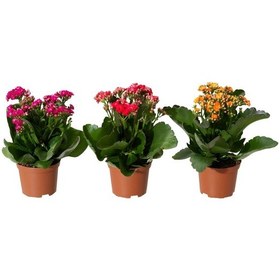 Resim Saksıda Canlı Kalonşo Çiçeği Kalanchoe blossfeldiana 