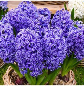 Resim Blue Jacket Hyacinthus Oriantalis Koyu Mavi Sümbül Soğanı 3 Ade 