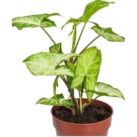 Resim Syngonium Melek Kanadı Çiçeği 1 Adet Saksılı 20-30cm İç Mekan Salon Çiçeği 