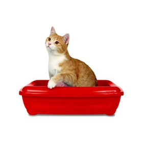 Resim Simple Solution Cat Litter Freshener Kedi Kumu Koku Giderici 600gr 