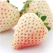 Resim Beyaz Çilek Fidesi Pineberry 6 Adet 