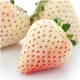 Resim Beyaz Çilek Fidesi Pineberry 6 Adet 