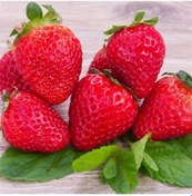 Resim Rüzgarbotanik Çilek Fidesi 10Adet Bobo Brio 