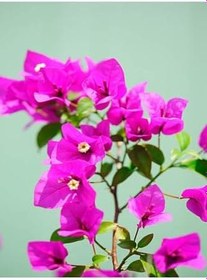 Resim Videolu 2 Adet Pembe Sarılıcı Begonvil Çiçeği Fidanı 60-90 Cm Saksılı Çiçekli Bodur Bougainvillea 