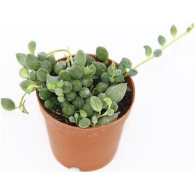 Resim Tesbih Çiçeği inci Tanesi - 20 Adet Sukulent 