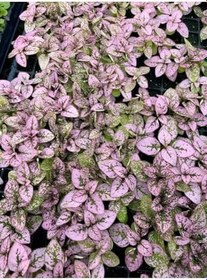 Resim Pembe/Beyaz/Kırmızı Renk Hostes Çiçeği 10-15Cm Saksılı 3 Adet 