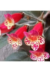 Resim Multiflora Kohleria Japon Küpelisi Çiçeği Fidesi Mini Potta 