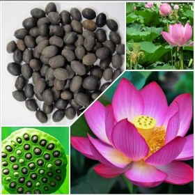 Resim Bade Shop 1 Adet Lotus Tohumu - Lotus Çiçeği (Nilüfer) Su Altı Torf Karışımı Toprağı (1 Lt Toprak) Hediyeli 