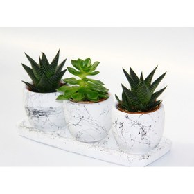 Resim TRİO BEYAZ SUKULENT SETİ - Haworthia, Gasteria Obliqua 