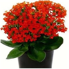 Resim Kırmızı Kalanşo Çiçeği 10 Adet 