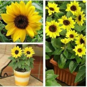 Resim 5 Adet Süs Günebakan Çiçeği Tohumu Çiçek Tohumu + Tohum 
