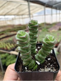 Resim ÇİÇEKFLİX Yeşil Sukulent - Crassula Marnieriana 1.kalite Özel Ürün 