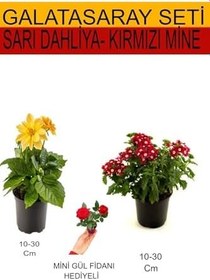 Resim 2'li Set Sarı Dahliya+ Kırmızı Mine + Hediyelik Kırmızı Gül Fidanı, SRD03022025BYB582 