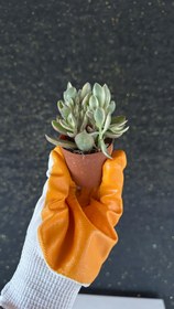 Resim NuNu By Soft Sage Mini Sukulent - 6-10 cm 