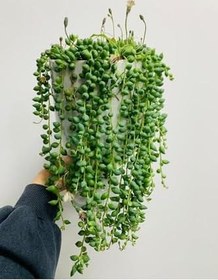 Resim Tesbih Çiçeği, 90008007858 