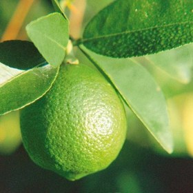 Resim Misket Limonu (Limette) - 3 
