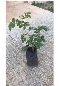 Resim Hobi Bahçesi İçin 4 Lü Bitki Fidan Çiçek Seti 10-20 Cm 