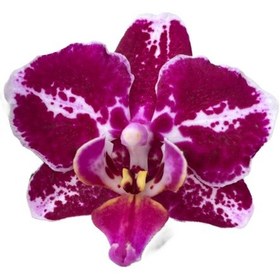 Resim Phalaenopsis 'Purple Selina' (Mor Orkide) Ø12 CM Y45-50 CM 