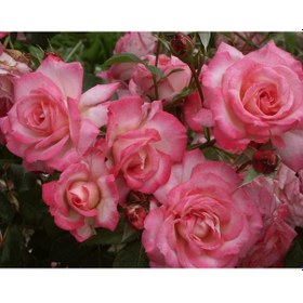 Resim Tüplü Aşılı Yediveren Kokulu Pembe Beyaz Harlekin Sarmaşık Gül Fi 