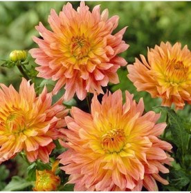 Resim Extase Dahlia İri Yıldız Çiçeği Yumrusu 1 Adet 