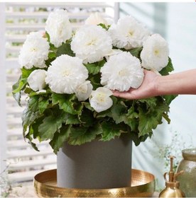 Resim İri Çiçekli Nadir Tür Geniş Yaprak Double White Begonya Çiçeği Soğanı 1 Adet 
