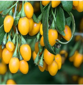 Resim Sarı Goji Berry Fidanı 3 Adet 