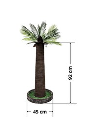 Resim Palmiye Kedi Tırmalaması 