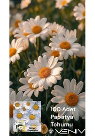 Resim 100 Adet Papatya Tohumu 2 Paket 