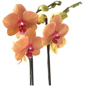 Resim Phalaenopsis 'Golden Brick' (Turuncu Orkide) Ø12 CM 70-80 CM 
