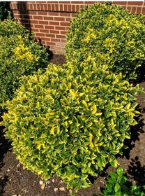 Resim Gold Taflan Euonymus Japonica Aurea Büyük Boy 40 - 50 Cm 5 Ade 