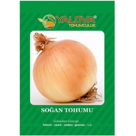 Resim Yalova Soğan Tohumu (BTK.00930) 