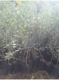 Resim Sofralık Gemlik Zeytin Fidanı 1 Adet Tüplü 40-60Cm Bol Verimli 