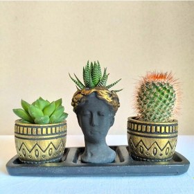Resim Kaktüs & Haworthia & Echeveria 3'lü Sukulent Seti | Helen Siyah & Gold Seri 
