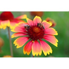 Resim GAYRET ÇİÇEĞİ - Gaillardia Grandiflora 5'li Set 