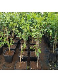 Resim 6 Yaş Aşılı Limequat Süs Limonu Fidanı. Torbada N11.526 