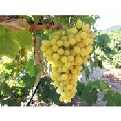 Resim Sultaniye Çekirdeksiz Üzüm Fidanı 2 Yaş Tüplü 3 Adet 