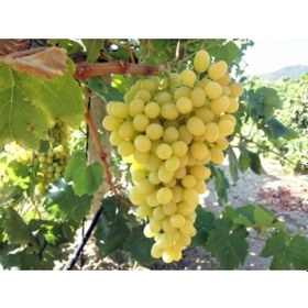 Resim Sultaniye Çekirdeksiz Üzüm Fidanı 2 Yaş Tüplü 3 Adet 