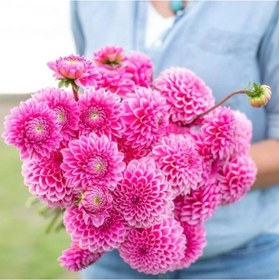 Resim Büyük Çiçekli Pink Silvia Yıldız Dahlia Çiçeği Soğanı Yumrusu 1 Adet 