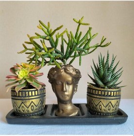Resim Haworthia & Haworthia Kiwi & Rhipsalis 3'lü Sukulent Seti | Helen Gold Serisi 