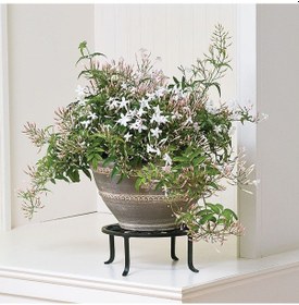 Resim Jasminum polyanthum – Çin Yasemini 