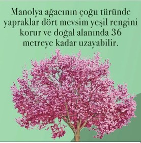 Resim Eyüp Sabri Tuncer Manolya Çiçeği El ve Vücut Peeling 400 ML + El ve Vücut Kremi 50 ML + Kolonya Pet Şişe 400 ML + Sprey Kolonya 150 ML 