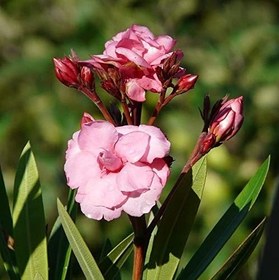 Resim Tüplü Pembe Çiçekli Zakkum Fidanı 