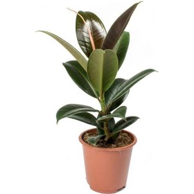 Resim Kauçuk Ağacı 60 cm 
