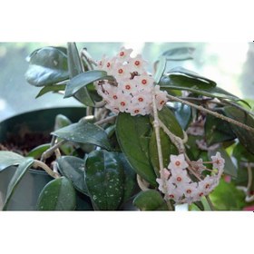 Resim Mum Çiçeği – Hoya carnosa Askılı Saksıda 2 Adet 